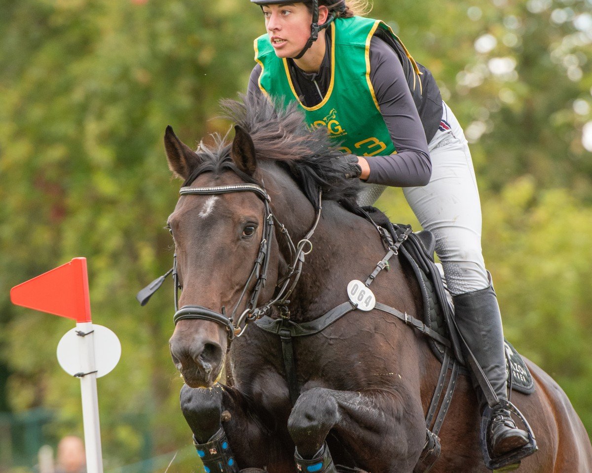 Springpferd Cassandra Ter Meer (Oldenburger Springpferd, 2016, von Casalido)