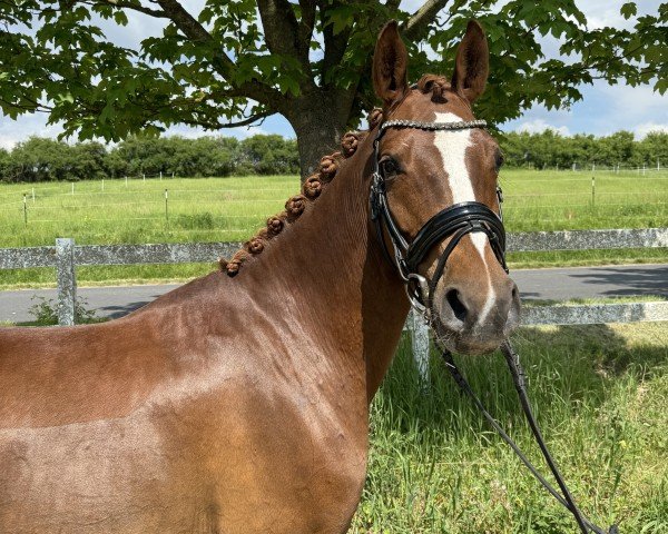 jumper Dreiviertel B (German Riding Pony, 2017, from Dreidimensional AT NRW)