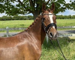Springpferd Dreiviertel B (Deutsches Reitpony, 2017, von Dreidimensional AT NRW)