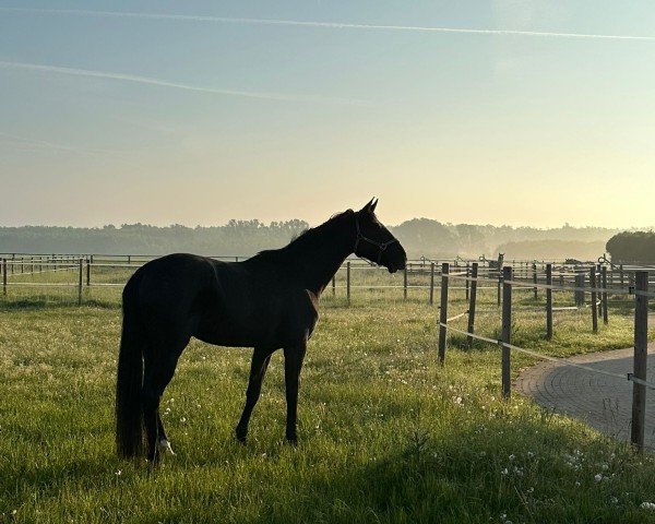 horse Mitternachtstraum (Hanoverian, 2020, from DSP Marc Cain)