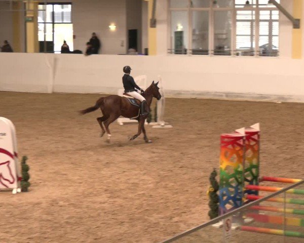 Reitturnier Stadl-Paura 2024