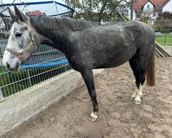 horse Anna Appleberry (Zangersheide riding horse, 2021, from Asca Z)