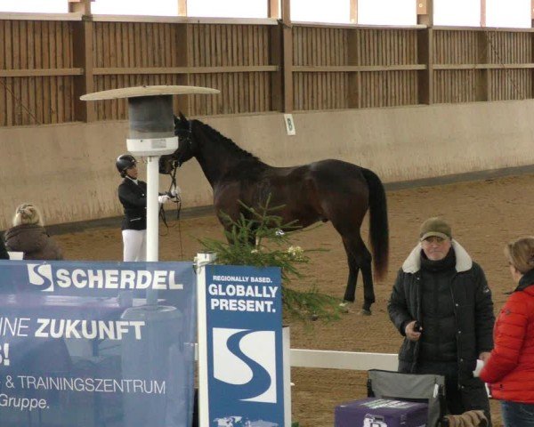 Reitturnier Marktredwitz-Haag/Ofr. 2024