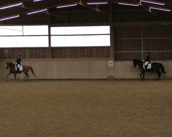 Reitturnier Marktredwitz-Haag/Ofr. 2024
