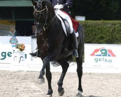 stallion Don Frederico (Hanoverian, 1997, from Donnerhall)