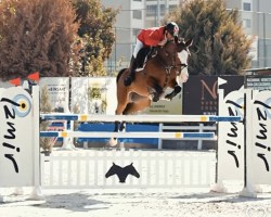 Springpferd Berlina Vh Exelhof Z (Zangersheide Reitpferd, 2017, von Berlin)