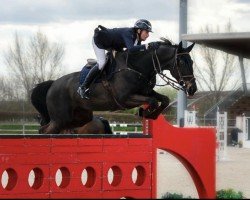 jumper Jack of All Trades (KWPN (Royal Dutch Sporthorse), 2014, from Kannan)