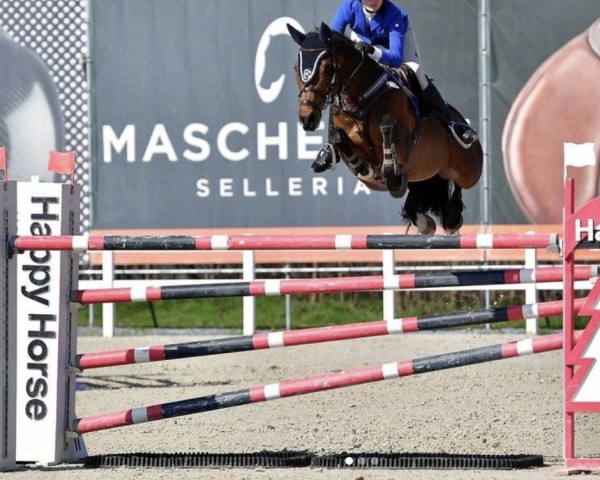 jumper Casper Speed Jumper (Hanoverian, 2008, from Abke 4)