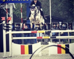 jumper Mozaik vd Bisschop (Belgian Warmblood, 2012, from Echo van het Spieveld)