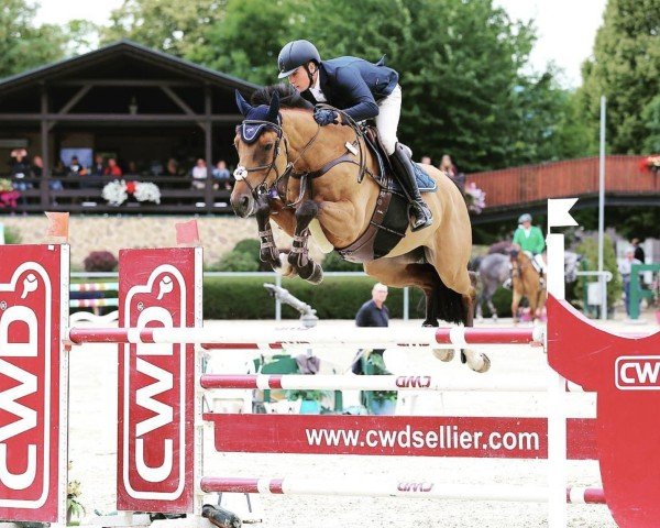 Springpferd Hercules-S (KWPN (Niederländisches Warmblut), 2012, von Eldorado van de Zeshoek)