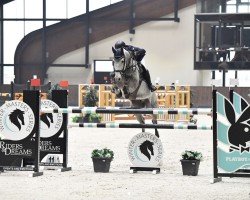 Springpferd Chaceland (Hannoveraner, 2011, von Chacco-Blue)