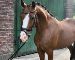 horse Charmeur 501 (German Riding Pony, 2020, from Top Champion)