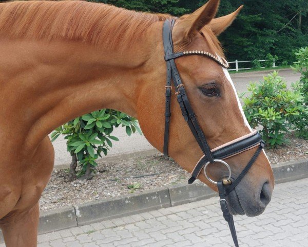 horse Super Sweety (Hanoverian, 2019, from Secret)