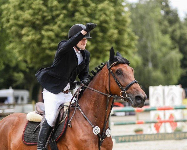 Springpferd Habanero 39 (Anglo Europäisches Sportpferd, 2017, von D&j Havanna)