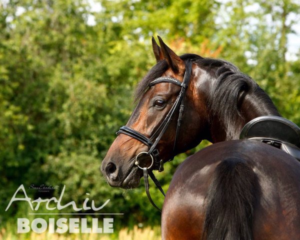 Dressurpferd Quentino 32 (Deutsches Sportpferd, 2011, von Quadroneur)