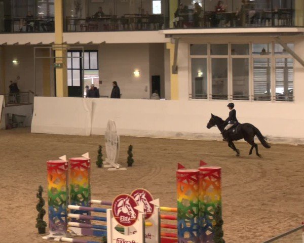 Reitturnier Stadl-Paura 2024