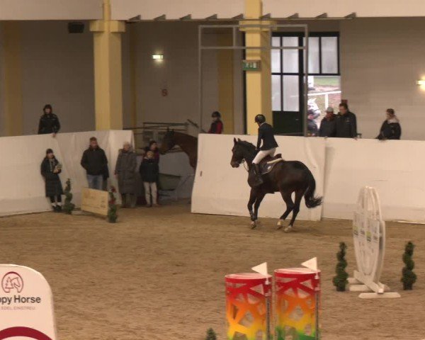 Reitturnier Stadl-Paura 2024