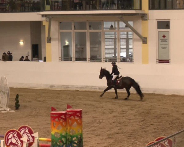 Reitturnier Stadl-Paura 2024