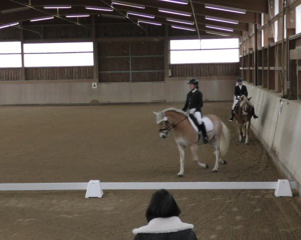 Reitturnier Marktredwitz-Haag/Ofr. 2024