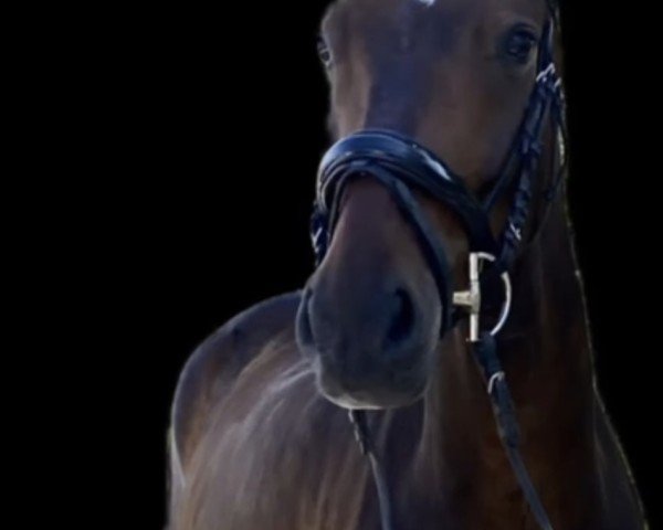 horse Fürst Dancing Dream (Hanoverian, 2018, from Fürst Belissaro) horse Fürst Dancing Dream (Hanoverian, 2018, from Fürst Belissaro)