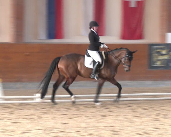 Reitturnier Weikersdorf am Steinfelde 2024