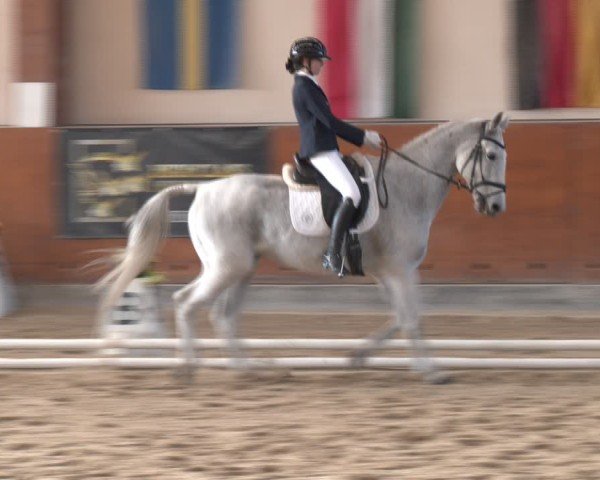 Reitturnier Weikersdorf am Steinfelde 2024