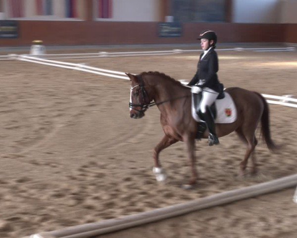 Reitturnier Weikersdorf am Steinfelde 2024