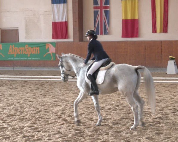 Reitturnier Weikersdorf am Steinfelde 2024
