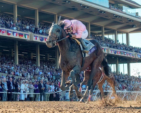 horse Sierra Leone xx (Thoroughbred, 2021, from Gun Runner xx)