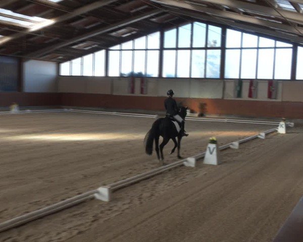 Reitturnier Weikersdorf am Steinfelde 2024