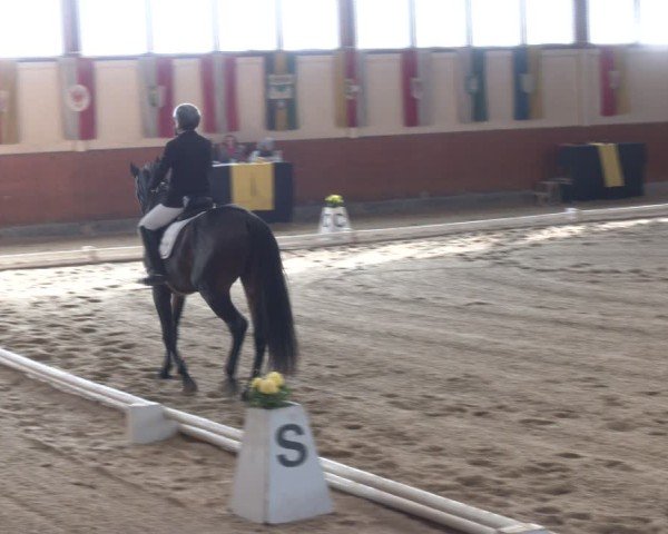 Reitturnier Weikersdorf am Steinfelde 2024