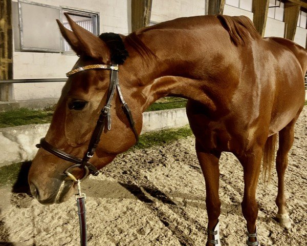 horse Stardust (Hanoverian, 2020, from Secret)
