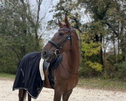 jumper Flower Power 42 (German Sport Horse, 2013, from Full Aktiv)