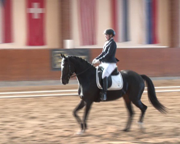 Reitturnier Weikersdorf am Steinfelde 2024