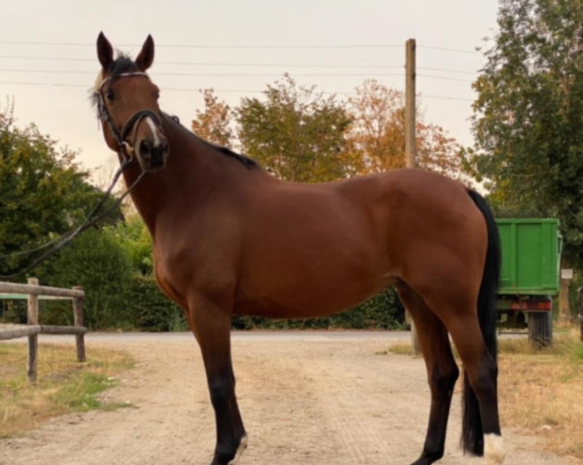 horse Finca 12 (Rhinelander, 2007, from Fidertanz)