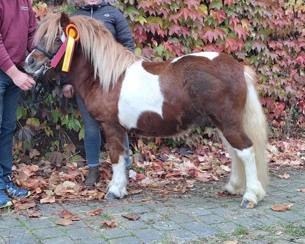 stallion Mailow vom Ibitztal (Dt.Part-bred Shetland pony, 2022, from Maarschalk v. d. Kortenhof)