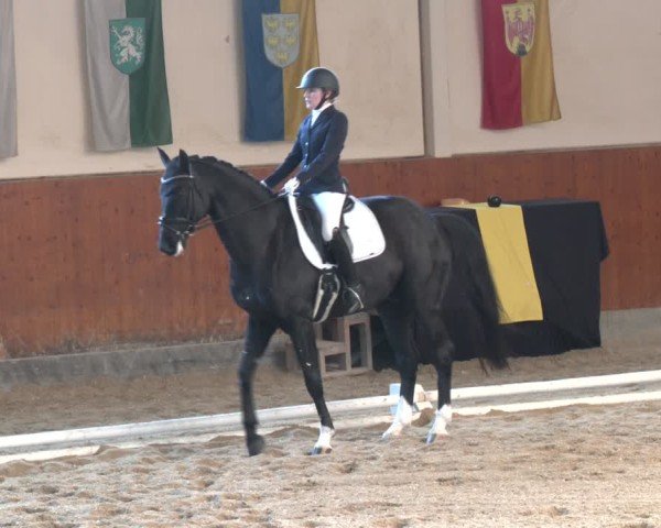 Reitturnier Weikersdorf am Steinfelde 2024