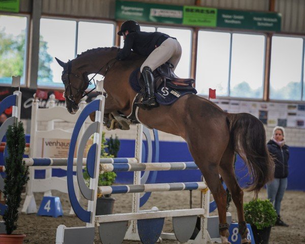 Springpferd Noselli vd Watermolen (KWPN (Niederländisches Warmblut), 2018, von Carambole)