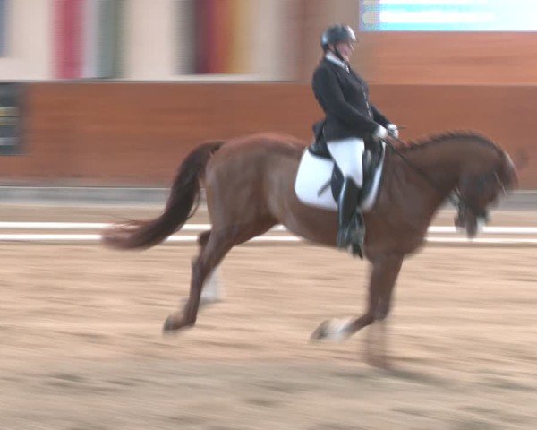 Reitturnier Weikersdorf am Steinfelde 2024