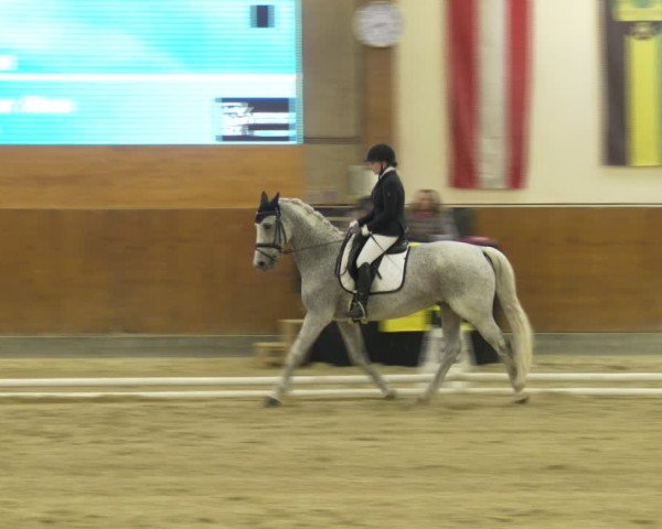 Reitturnier Weikersdorf am Steinfelde 2024