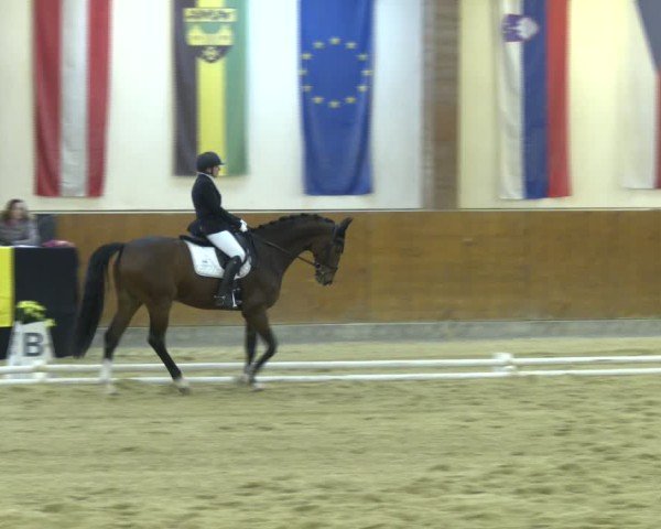 Reitturnier Weikersdorf am Steinfelde 2024