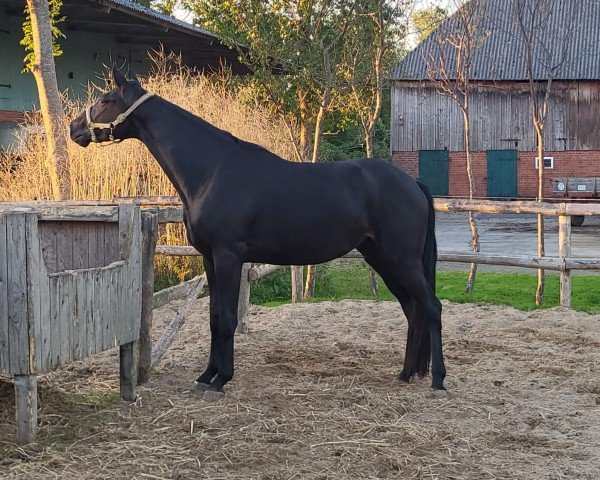broodmare Bona Nobilis MS (Hanoverian, 2021, from Belantis II)