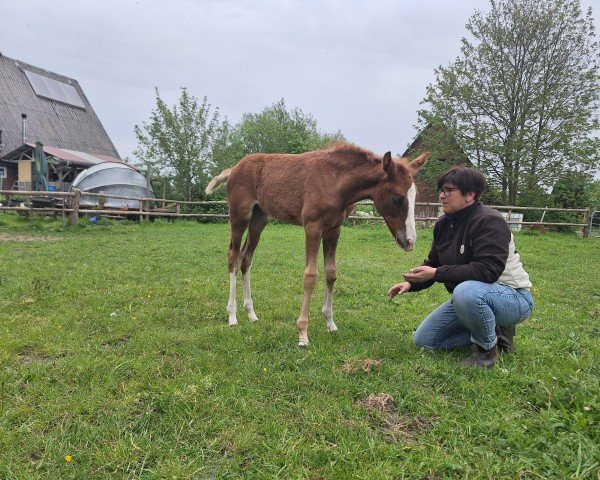 broodmare Bella Bee MS (Hanoverian, 2024, from Bloomingdale)