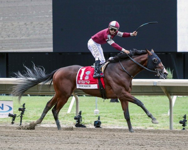 horse Dornoch xx (Thoroughbred, 2021, from Good Magic xx) horse Dornoch xx (Thoroughbred, 2021, from Good Magic xx)