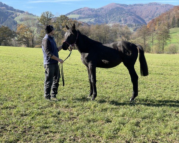 horse Saturday Night Fever (Austrian Warmblood, 2023, from Bordeaux 28)