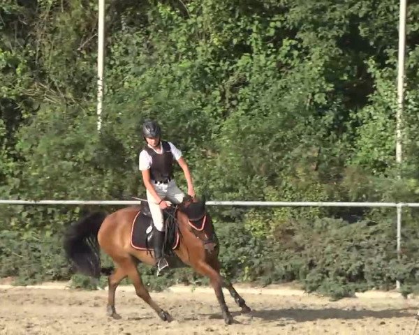 Bayerisches Landesponyturnier 2013