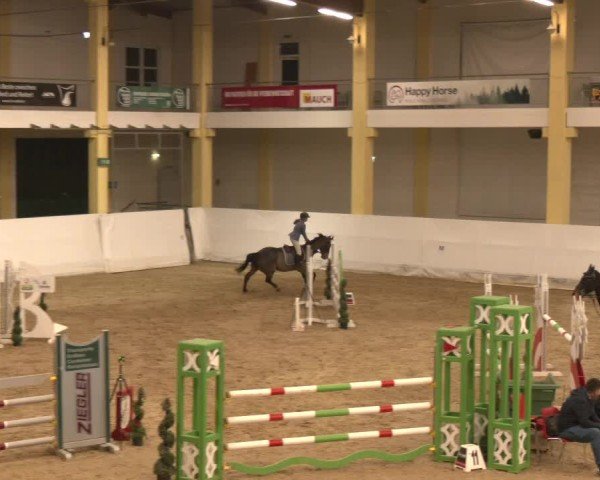Reitturnier Stadl-Paura 2024