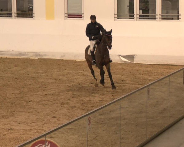 Reitturnier Stadl-Paura 2024