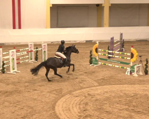 Reitturnier Stadl-Paura 2024