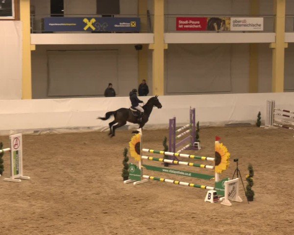 Reitturnier Stadl-Paura 2024